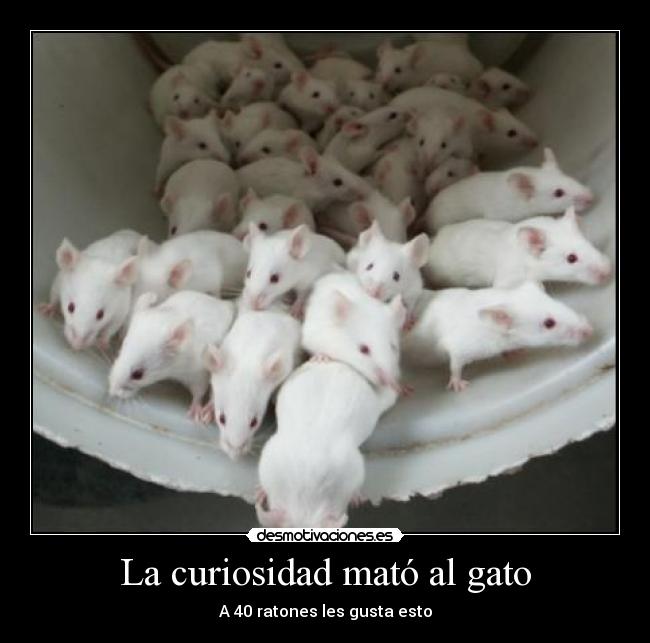 La curiosidad mató al gato -