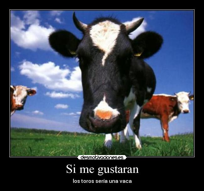 Si me gustaran - los toros sería una vaca