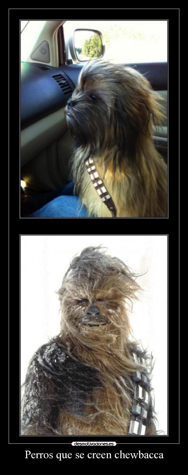 Perros que se creen chewbacca -