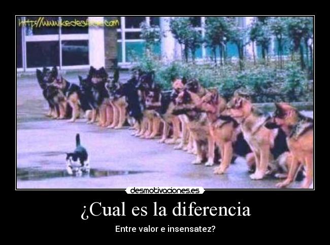 ¿Cual es la diferencia - Entre valor e insensatez?