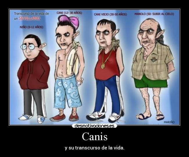 Canis -
