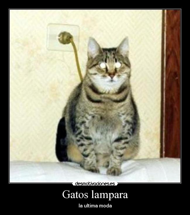 Gatos lampara -