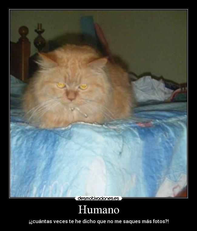 Humano - ¡¿cuántas veces te he dicho que no me saques más fotos?!