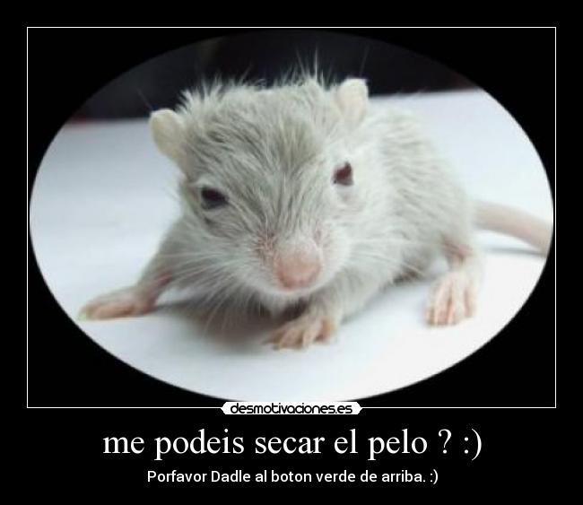 me podeis secar el pelo ? :) - 