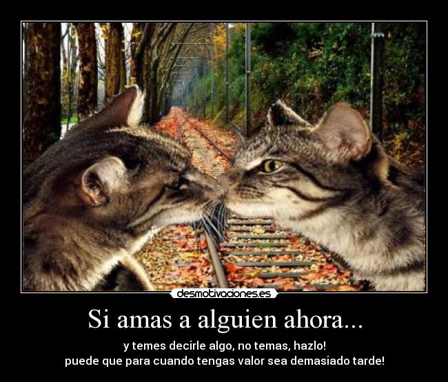 carteles gatos enamorados desmotivaciones