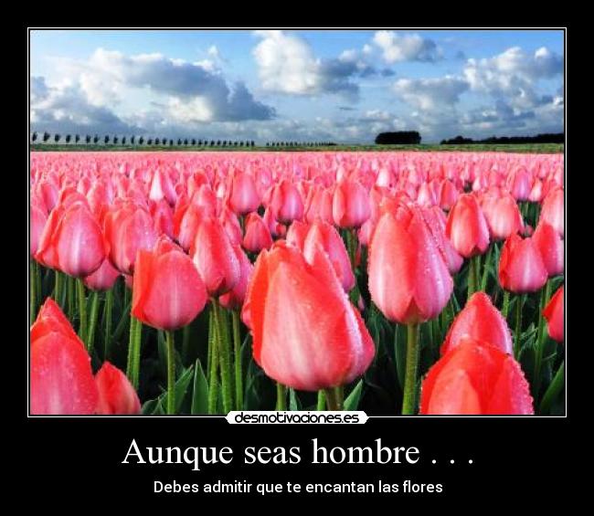 Aunque seas hombre . . . - Debes admitir que te encantan las flores