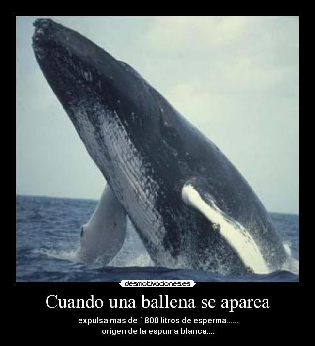 Cuando una ballena se aparea - expulsa mas de 1800 litros de esperma......
origen de la espuma blanca....
