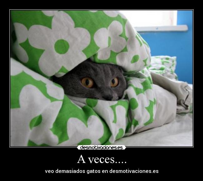 A veces.... - veo demasiados gatos en desmotivaciones.es