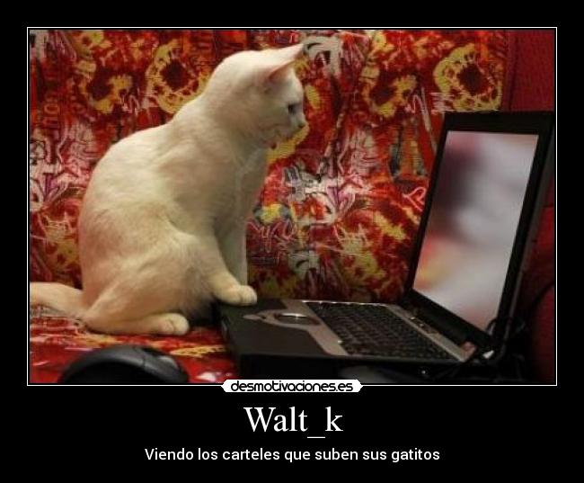 Walt_k - Viendo los carteles que suben sus gatitos