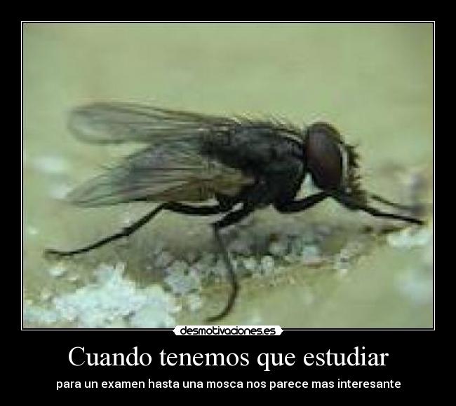 Cuando tenemos que estudiar - para un examen hasta una mosca nos parece mas interesante