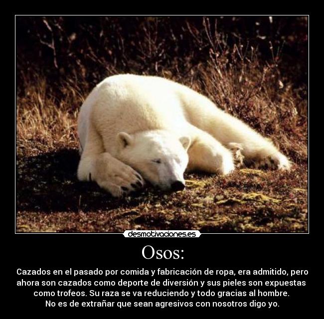 Osos: -