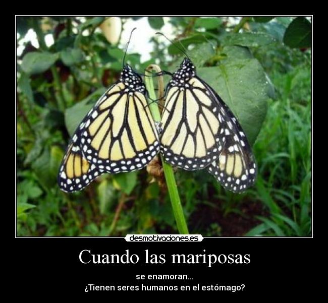 Cuando las mariposas - se enamoran...
¿Tienen seres humanos en el estómago?