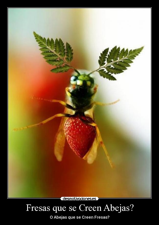 Fresas que se Creen Abejas? - O Abejas que se Creen Fresas?