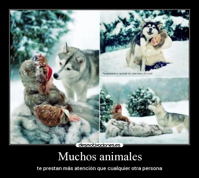 Muchos animales - te prestan más atención que cualquier otra persona
