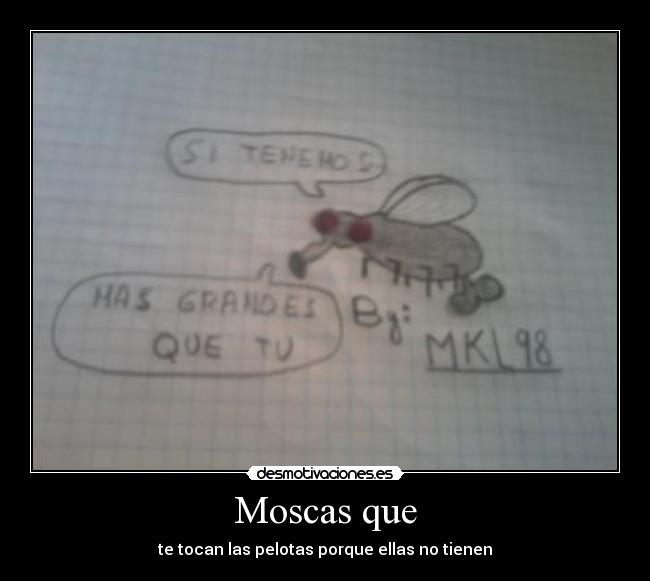 Moscas que - te tocan las pelotas porque ellas no tienen