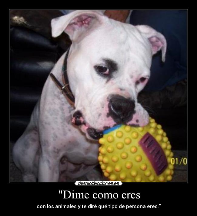 Dime como eres -