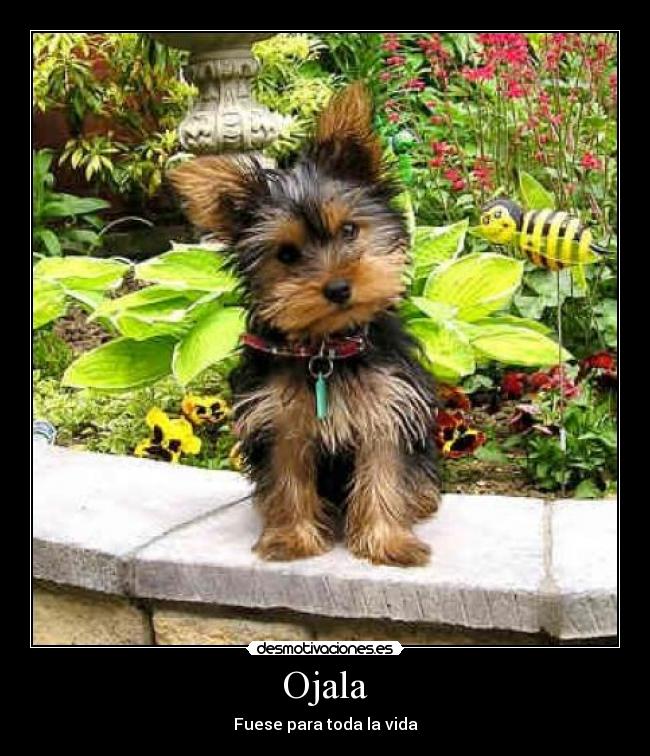 Ojala - Fuese para toda la vida