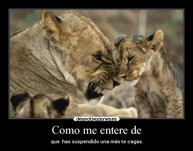 carteles leones leones leones tambien mis notas desmotivaciones