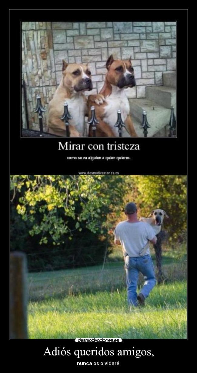 Adiós queridos amigos, - 