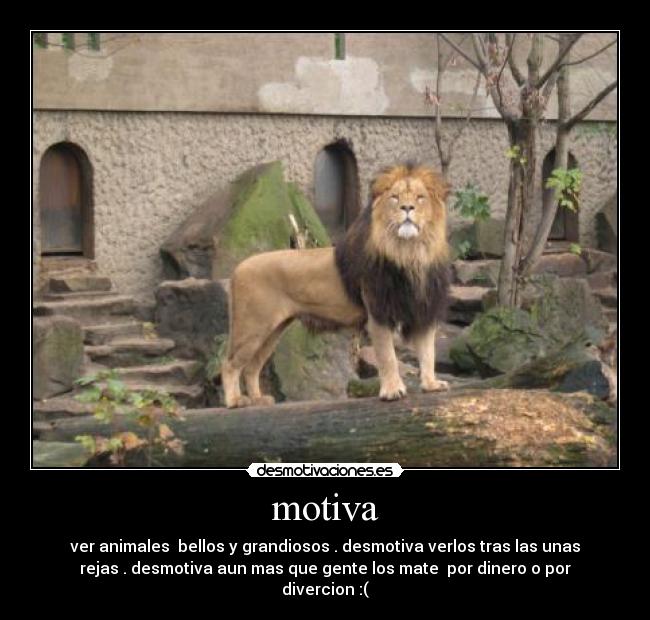 motiva - 