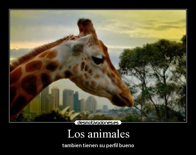 carteles animales perfil los animales desmotivaciones