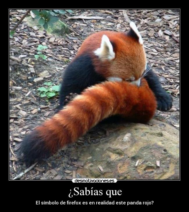 ¿Sabías que - El símbolo de firefox es en realidad este panda rojo?