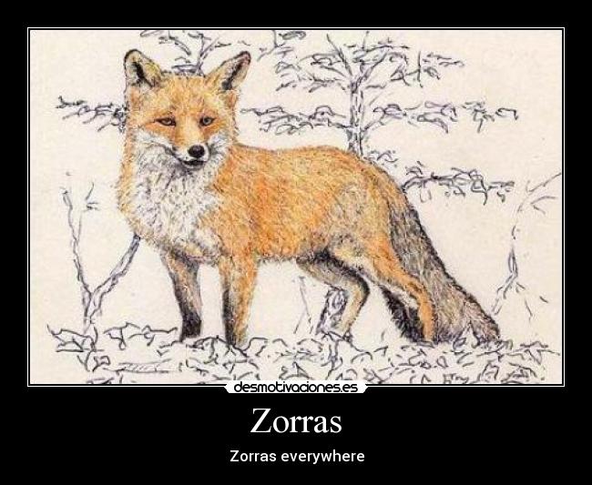 Zorras - 