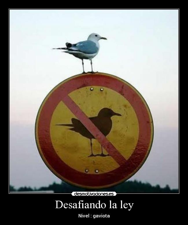 Desafiando la ley - 