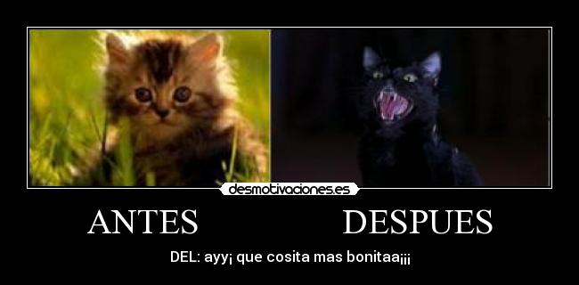 ANTES DESPUES -