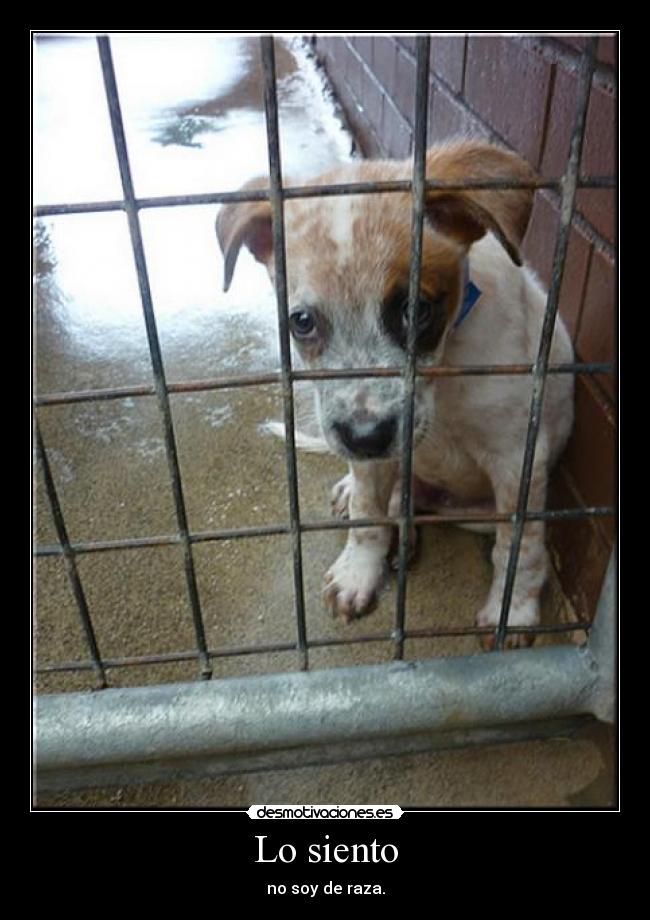 Lo siento - no soy de raza.