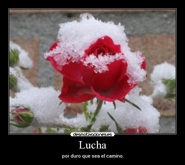 Lucha - 