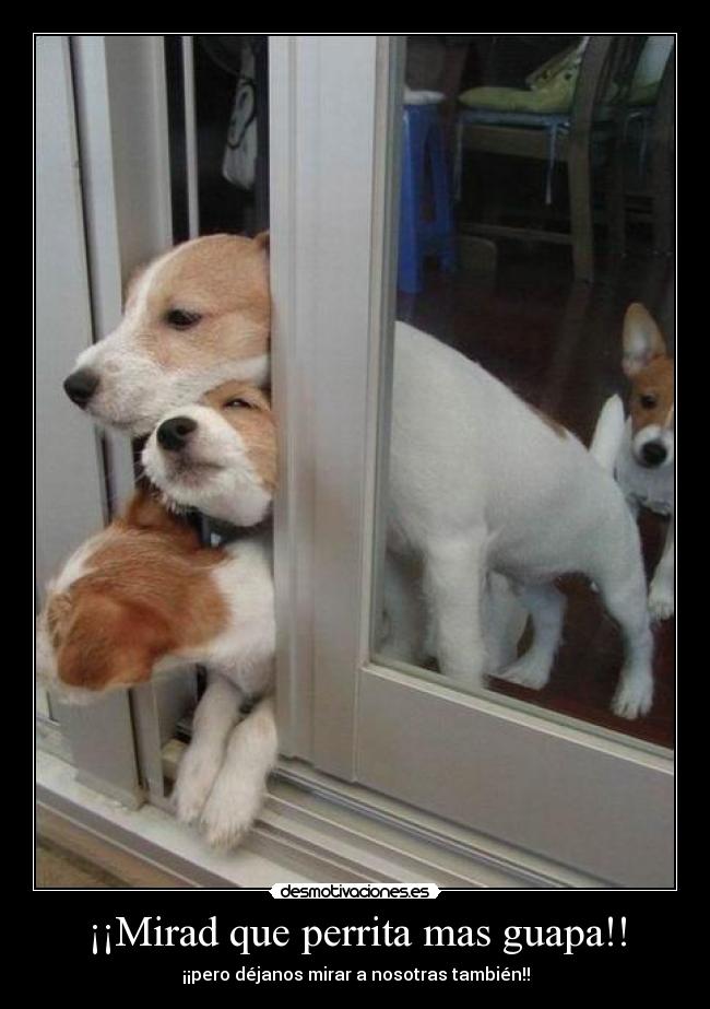 ¡¡Mirad que perrita mas guapa!! -