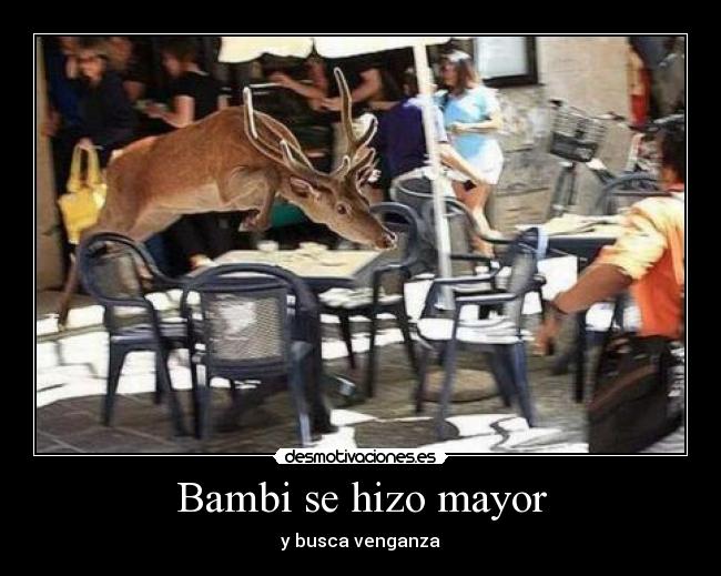 Bambi se hizo mayor - 