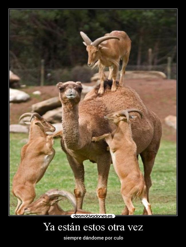 Ya están estos otra vez -