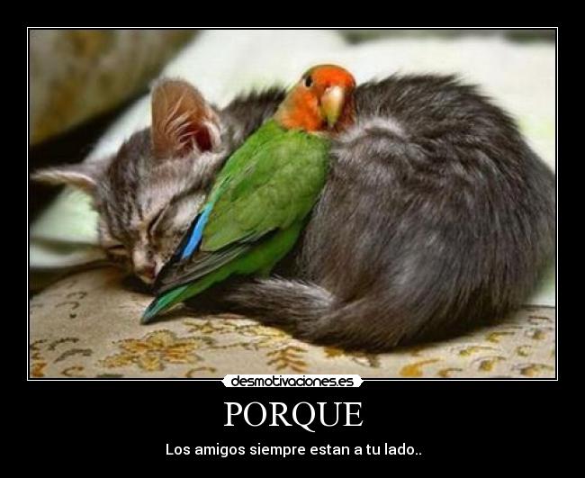 PORQUE - Los amigos siempre estan a tu lado..
