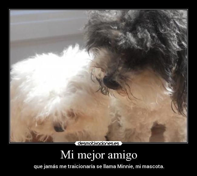 Mi mejor amigo - que jamás me traicionaría se llama Minnie, mi mascota.
