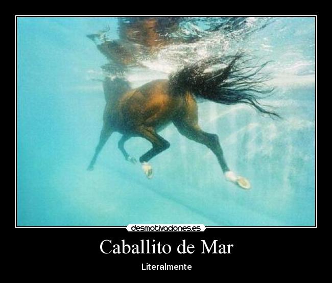 Caballito de Mar - Literalmente