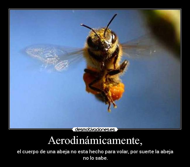 Aerodinámicamente, - el cuerpo de una abeja no esta hecho para volar, por suerte la abeja no lo sabe.