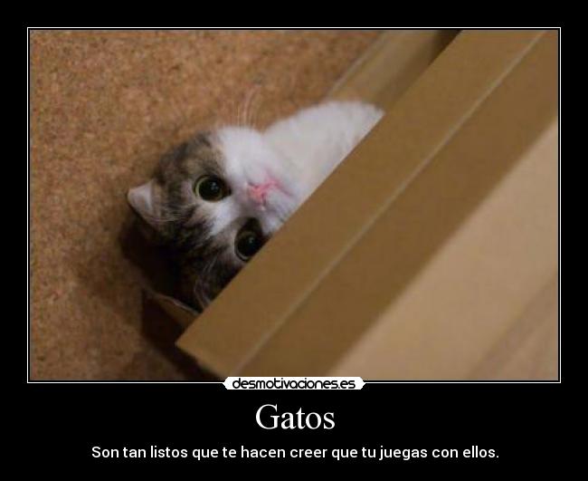 Gatos -