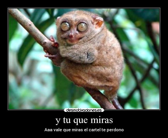 y tu que miras - Aaa vale que miras el cartel te perdono