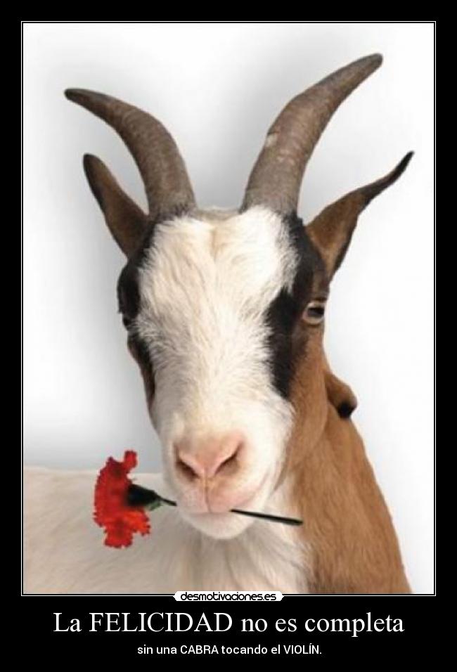 La FELICIDAD no es completa - sin una CABRA tocando el VIOLÍN.