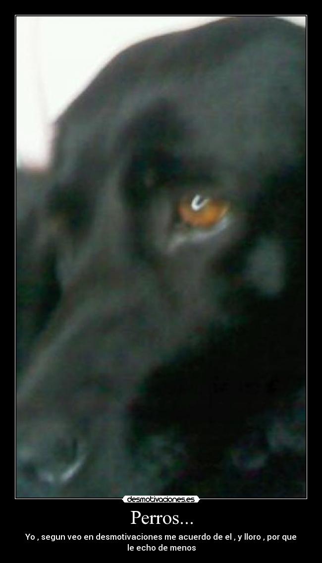 Perros... -