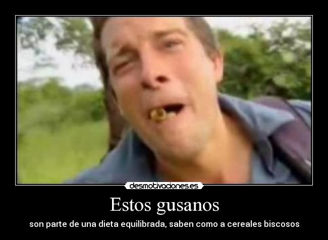 Estos gusanos - son parte de una dieta equilibrada, saben como a cereales biscosos