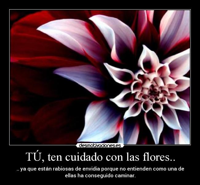 TÚ, ten cuidado con las flores.. - .. ya que están rabiosas de envidia porque no entienden como una de
ellas ha conseguido caminar.