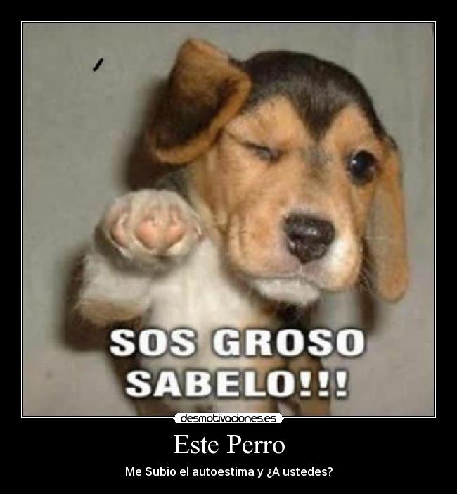 Este Perro - 