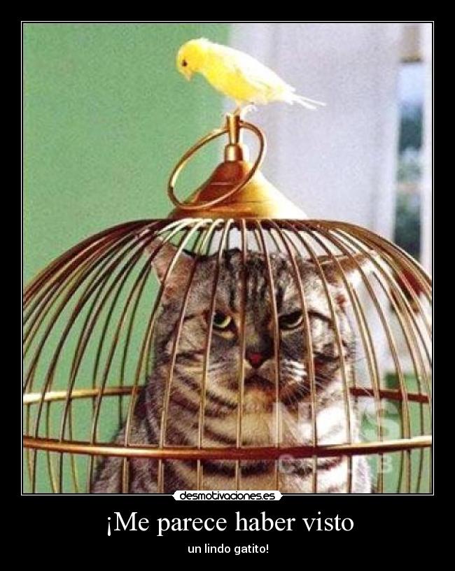 ¡Me parece haber visto - un lindo gatito!