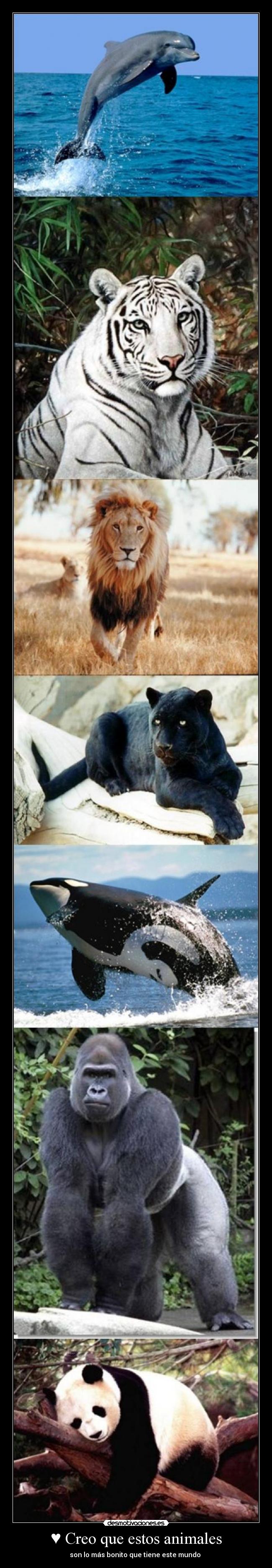 ♥ Creo que estos animales - son lo más bonito que tiene este mundo ♥