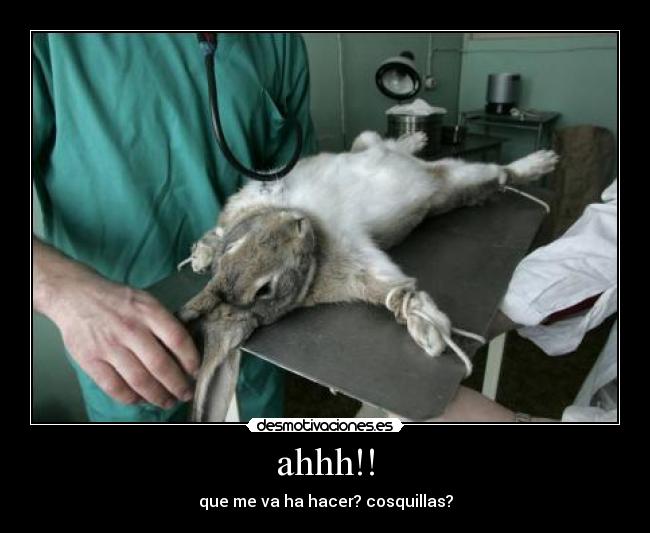 carteles conejo desmotivaciones