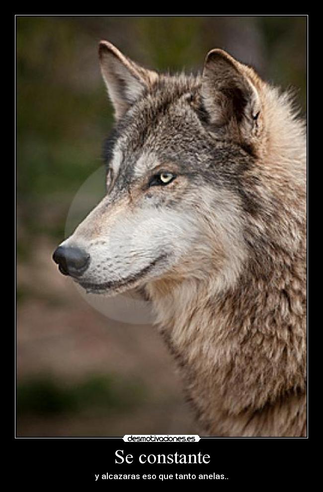 Se constante - y alcazaras eso que tanto anelas..