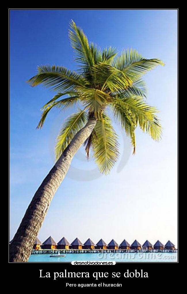 La palmera que se dobla - 